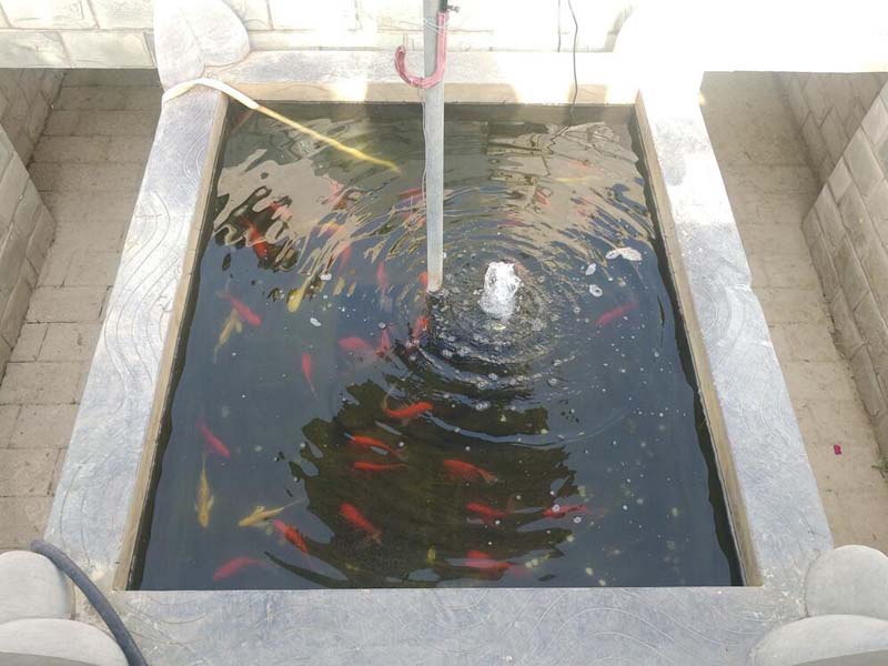 靈氣魚(yú)塘